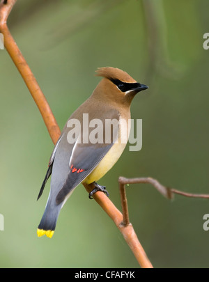 Zeder Seidenschwanz (Bombycilla Cedrorum), Kanada. Stockfoto