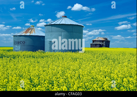 alte Getreide Lagerplätze, verlassenen Bauernhof in Raps Feld mit Cumulus-Wolken am Himmel, in der Nähe von Torquay, Saskatchewan, Kanada Stockfoto