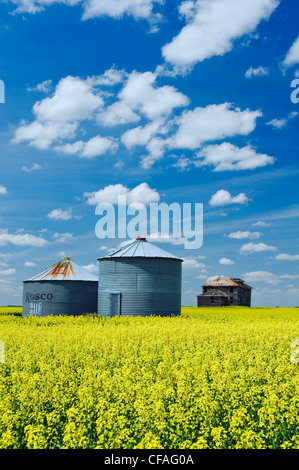 Korn Lagerplätze, verlassenen Bauernhof in Raps Feld mit Cumulus-Wolken am Himmel, in der Nähe von Torquay, Saskatchewan, Kanada Stockfoto