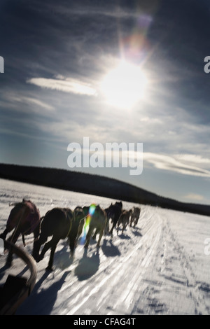 Hunde-Team zieht Schlitten in Schneelandschaft Stockfoto