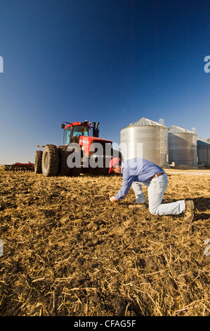 Man untersucht neu Cultivted Boden Weizen Stoppeln Stockfoto