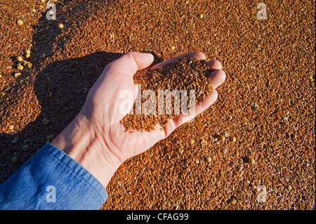 eine Hand hält Leinsamen, die während der Ernte, in der Nähe von Lorette, Manitoba, Kanada in einem Bauernhof LKW geladen wurde Stockfoto