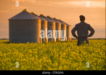 ein Bauer blickt auf seine Blüte Bühne Raps mit Getreidesilos, (Silos) im Hintergrund, in der Nähe von Cypress River in Manitoba, Kanada Stockfoto