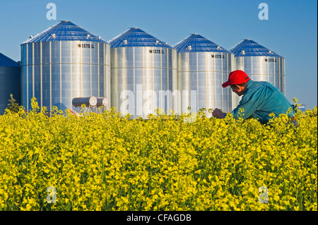 ein Bauer sieht seine Blüte Bühne Raps mit Korn bins(silos) im Hintergrund, Lorette, Manitoba, Kanada Stockfoto