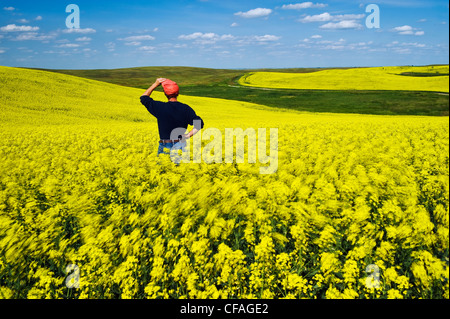 ein Mann blickt auf eine Blüte Bühne Wind verwehten Raps Feld, nahe See Alma, Saskatchewan, Kanada Stockfoto