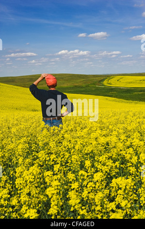 ein Mann blickt auf eine Blüte Bühne Wind verwehten Raps Feld, nahe See Alma, Saskatchewan, Kanada Stockfoto