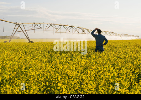 eine Center Pivot-Bewässerungssystem bewässert Blüte Bühne Raps, in der Nähe von Cypress River in Manitoba, Kanada Stockfoto