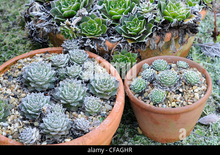 Frostigen Garten mit Pflanzen in Töpfen einschließlich Semperviven, UK, Dezember Stockfoto