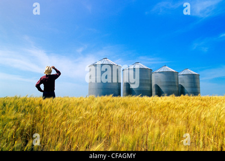 ein Bauer blickt auf seine reifende Winterweizen Ernte mit Getreidesilos im Hintergrund, Carey, Manitoba, Kanada. Stockfoto