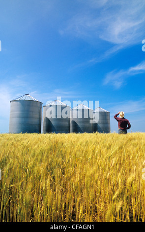 ein Bauer blickt auf seine Reifen Winter Weizenfeld mit Getreidesilos im Hintergrund, Carey, Manitoba, Kanada. Stockfoto