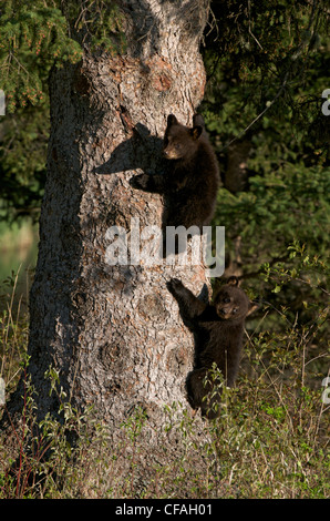 Wilden amerikanischen Schwarzbären Jungtiere Klettern Fichte zu entkommen. (Ursus Americanus). Nord-Ontario, Kanada. Stockfoto