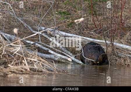 Biber am Rand des Teiches, die Fütterung auf aspen Ast sitzen. (Castor Canadensis). Nord-Ontario, Kanada. Stockfoto