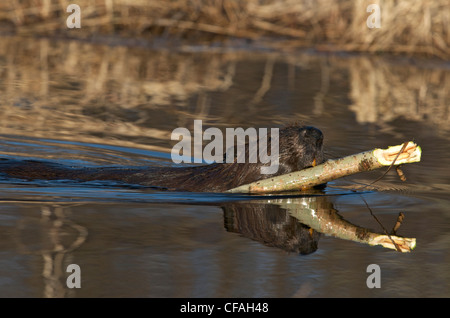 Biber Schwimmen im Teich mit einer Espe Ast. (Castor Canadensis). Nord-Ontario, Kanada. Stockfoto