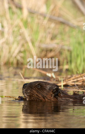 Biber Schwimmen im Teich mit Espe Ast. (Castor Canadensis) Nord-Ontario, Kanada. Stockfoto