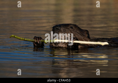 Biber Schwimmen im Teich trägt und ernährt sich von aspen Ast. (Castor Canadensis) Nord-Ontario, Kanada. Stockfoto