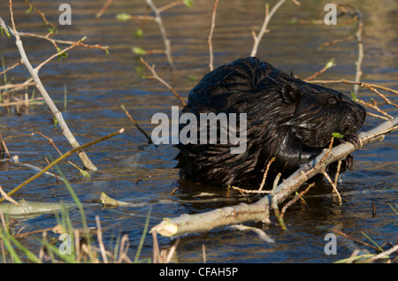 Nahaufnahme der Biber am Rand des Teiches, die Fütterung auf aspen Ast sitzen. (Castor Canadensis) Nord-Ontario, Kanada. Stockfoto