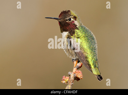 Männliche Anna Kolibri (Calypte Anna) thront auf einem Ast. Stockfoto