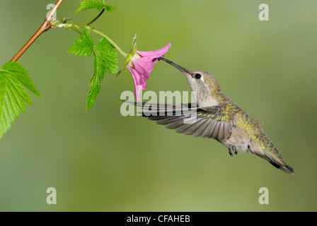 Frau Anna Kolibri (Calypte Anna) ernähren sich von Nektar aus einer Blume. Stockfoto