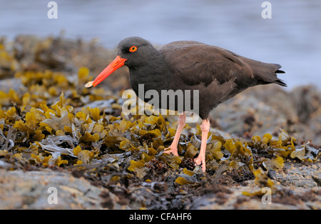 Amerikanische schwarze Austernfischer (Haematopus Bachmani) stehen in Algen auf Felsen mit einer Molluske im Schnabel. Stockfoto