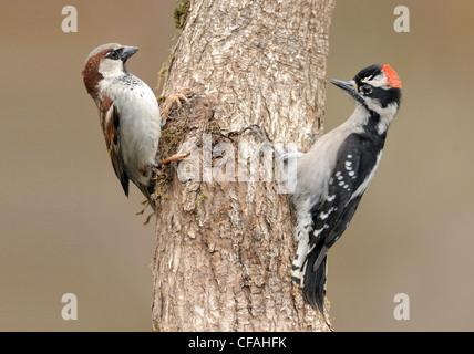 Dunenspecht (Picoides Pubescens) zeigt Aggression gegen einen männlichen Haussperling (Passer Domesticus). Stockfoto
