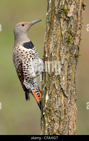 Rot-Achs Northern Flicker (Colaptes Auratus) picken auf einem Baumstamm. Stockfoto