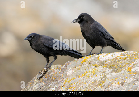 Beiden nordwestlichen Krähen (Corvus Caurinus) thront auf einem Felsen. Stockfoto