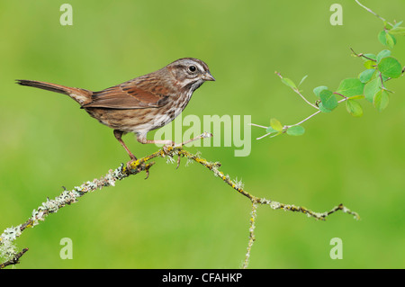 Singammer (Melospiza Melodia) thront auf einem Ast. Stockfoto