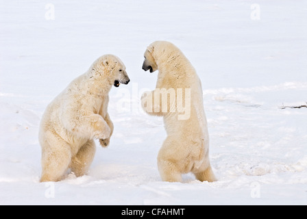 Eisbären (Ursus Maritimus) sparring, Western Hudson Bay, Churchill, Manitoba, Kanada. Stockfoto