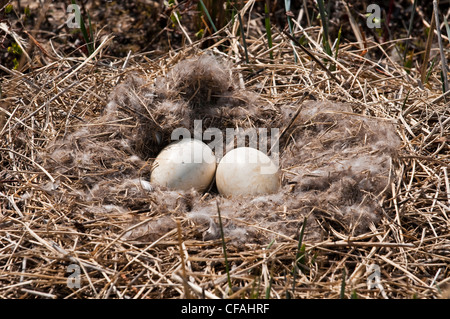 Kanadagans (Branta Canadensis) Ei in einem gefiederten Nest, Manitoba, Kanada. Stockfoto