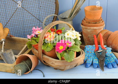 Rustikale Frühling Garten Szene mit Primeln im hölzernen Trug, Terrakotta-Blumentöpfe und Gartenwerkzeuge. Stockfoto