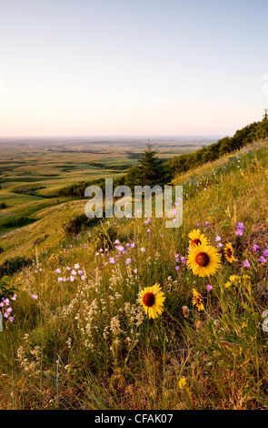 Wildblumen und Sonnenuntergang am kahlen Butte, Cypress Hills Interprovincial Park, Saskatchewan, Kanada. Stockfoto