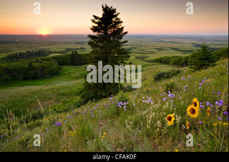 Wildblumen und Sonnenuntergang am kahlen Butte, Cypress Hills Interprovincial Park, Saskatchewan, Kanada. Stockfoto