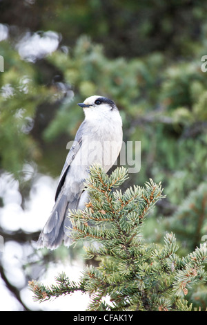 Grau-Jay (Perisoreus Canadensis) thront auf immergrünen Zweig. Stockfoto