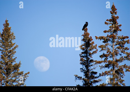 Kolkrabe (Corvus Corax) sitzt auf der Spitze eines Baumes mit einem großen Mond hinter. Stockfoto