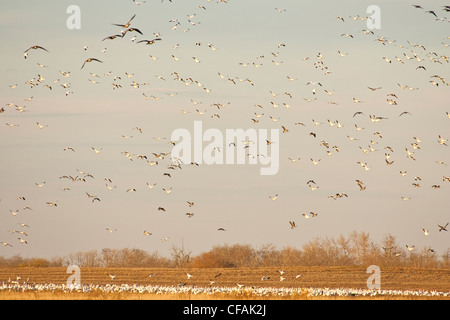 Schneegänse (Chen Caerulescens) und anderen Gänsen fliegt über Feld in ländlichen Alberta, Kanada. Stockfoto