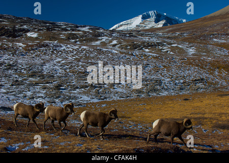 Rocky Mountain Dickhornschaf (Ovis Canadensis), Jasper Nationalpark, Alberta, Kanada. Stockfoto