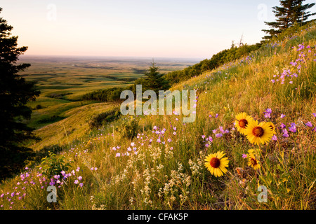 Wildblumen und Sonnenuntergang am kahlen Butte, Cypress Hills Interprovincial Park, Saskatchewan, Kanada. Stockfoto