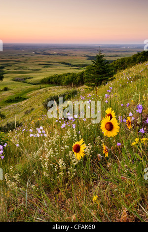 Wildblumen und Sonnenuntergang am kahlen Butte, Cypress Hills Interprovincial Park, Saskatchewan, Kanada. Stockfoto