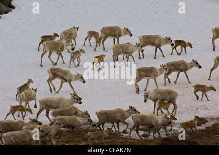 Bathurst Caribou Herde (Rangifer Tarandus) überquert den Schnee bedeckt Tundra, Northwest Territories, Kanada. Stockfoto