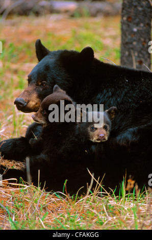 Amerikanischer Schwarzbär säen mit zwei jungen (Ursus Americanus). Stockfoto