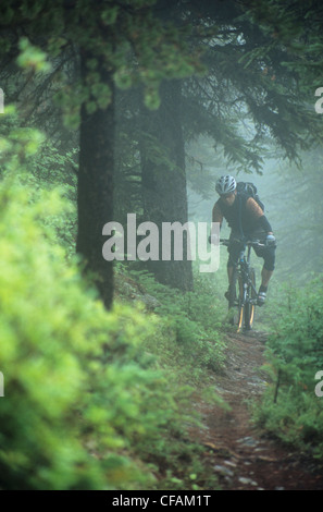 Mann-Mountainbiken auf Wald trial, Jasper Nationalpark, Alberta, Kanada. Stockfoto