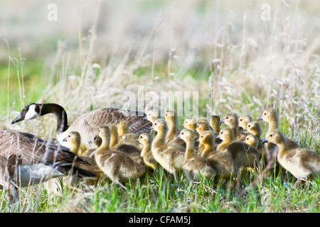 Große Familie Kanadagänse und Gänsel im Frühjahr, Eiche Hängematte Marsh, Manitoba, Kanada. Stockfoto