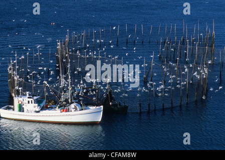 Angeln Boot und Weir, Grand Manan, New Brunswick, Kanada. Stockfoto