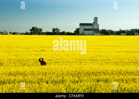 Mann in Raps Feld mit Getreidesilo im Hintergrund, Kane, Manitoba, Kanada Stockfoto
