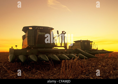ein Mann auf einem Mähdrescher blickt auf eine teilweise geernteten Futter (Getreide) Mais Feld, in der Nähe von La Salle, Manitoba, Kanada Stockfoto
