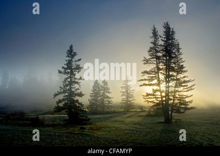 Nebligen Sonnenaufgang auf Kreuzung Schafe Range Provincial Park in British Columbia, Kanada Stockfoto