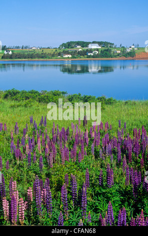 Lupinen oder Lupinen (Lupinus Perennis) in New London Bay, Prince Edward Island, Kanada. Stockfoto