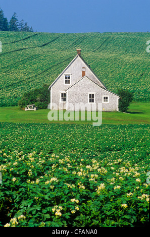 Bauernhaus im Kartoffelfeld in Blüte, langer Fluss, Prince Edward Island, Kanada. Stockfoto