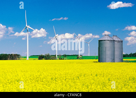 Blühender Raps Feld mit Getreidesilos und Windenergieanlagen im Hintergrund, Tiger Hügel, Manitoba, Kanada Stockfoto