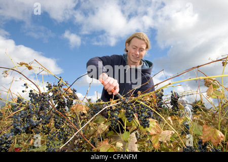 Ernte der Trauben bei Rossignol Estate Winery, Prince Edward Island, Kanada. Stockfoto